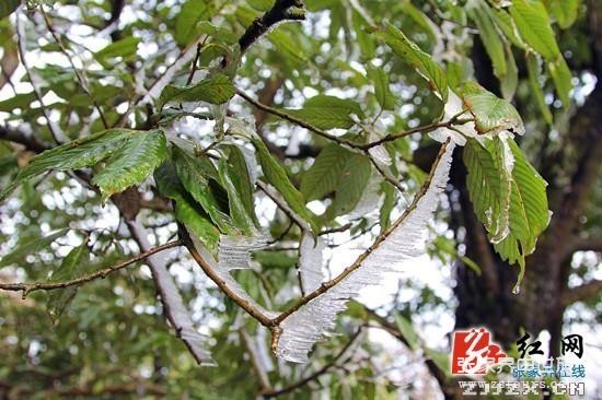 天门四月天 春雪云海齐露脸