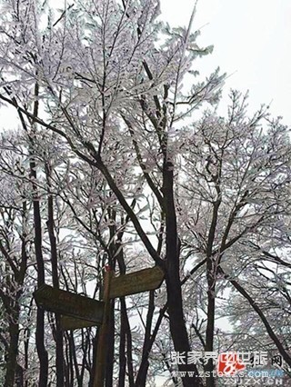 张家界：天门四月天 春雪云海齐露脸