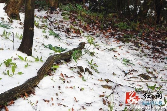 天门四月天 春雪云海齐露脸