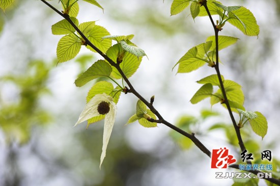 迎五一市花“鸽子花”盛开正娇艳