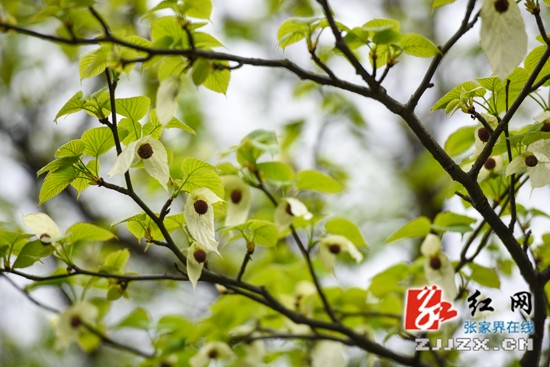 迎五一市花“鸽子花”盛开正娇艳