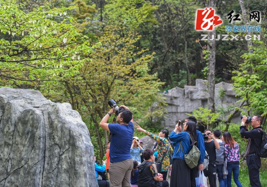 迎五一市花“鸽子花”盛开正娇艳