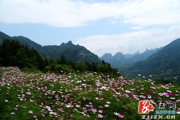 五月遇上格桑花  张家界武陵源一乡村初夏风光迷人