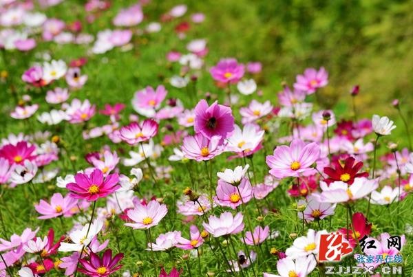 五月遇上格桑花  张家界武陵源一乡村初夏风光迷人